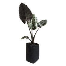 Cargar imagen en el visor de la galería, Alocasia Dark Star
