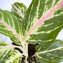 Cargar imagen en el visor de la galería, Aglaonema