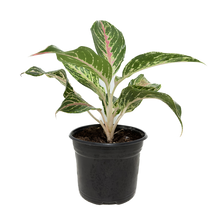 Cargar imagen en el visor de la galería, Aglaonema