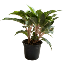 Cargar imagen en el visor de la galería, Aglaonema