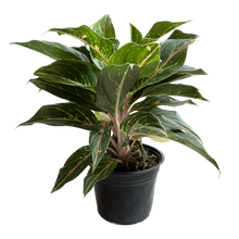 Cargar imagen en el visor de la galería, Aglaonema