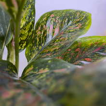 Cargar imagen en el visor de la galería, Aglaonema