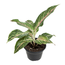 Cargar imagen en el visor de la galería, Aglaonema