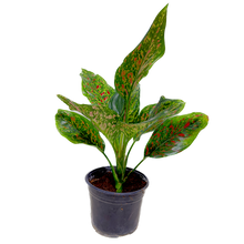 Cargar imagen en el visor de la galería, Aglaonema