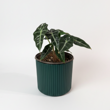 Cargar imagen en el visor de la galería, Maceta Ceramica Rayas con Alocasia