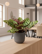 Cargar imagen en el visor de la galería, Maceta Ceramica SemiRayas Negro con planta Calathea Makoyana