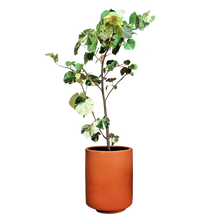 Cargar imagen en el visor de la galería, Maceta Cilíndrica #0