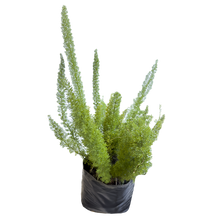 Cargar imagen en el visor de la galería, Helecho Espárrago