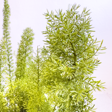 Cargar imagen en el visor de la galería, Helecho Espárrago