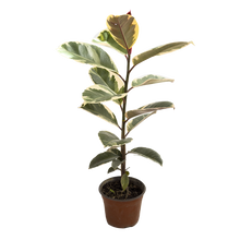 Cargar imagen en el visor de la galería, Ficus Tineke