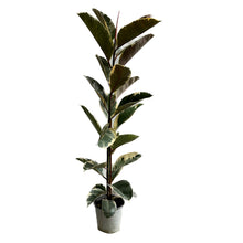 Cargar imagen en el visor de la galería, Ficus Tineke