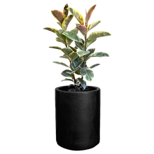 Cargar imagen en el visor de la galería, Ficus Tineke