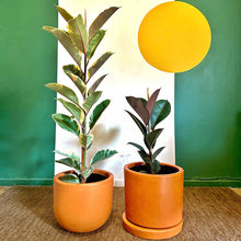Cargar imagen en el visor de la galería, Ficus Tineke