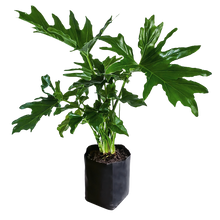 Cargar imagen en el visor de la galería, Garra de León