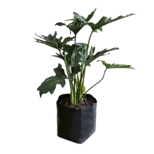 Cargar imagen en el visor de la galería, Garra de León