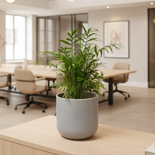Cargar imagen en el visor de la galería, Maceta Ceramica lunares con planta palma areca