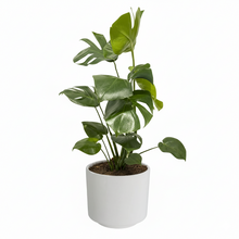 Cargar imagen en el visor de la galería, Maceta CR1 con planta Monstera