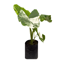 Cargar imagen en el visor de la galería, Hoja Elegante Variegada