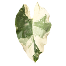 Cargar imagen en el visor de la galería, Hoja Elegante Variegada