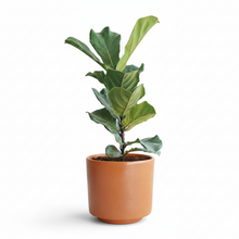 Cargar imagen en el visor de la galería, Maceta CR1 con planta pandurata