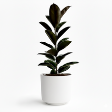 Cargar imagen en el visor de la galería, Maceta CR1 con planta ficus elástico