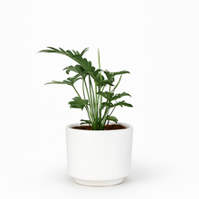 Cargar imagen en el visor de la galería, Maceta CR1 con planta Garra de Leon