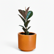 Cargar imagen en el visor de la galería, Maceta CR1 con planta ficus elástico