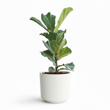 Cargar imagen en el visor de la galería, Maceta CR1 con planta pandurata