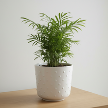 Cargar imagen en el visor de la galería, Maceta Ceramica Perlas con Palma Areca