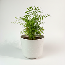 Cargar imagen en el visor de la galería, Maceta Ceramica Perlas con Palma Areca