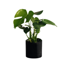 Cargar imagen en el visor de la galería, Planta Monstera