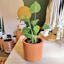 Cargar imagen en el visor de la galería, Planta Monstera