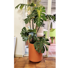 Cargar imagen en el visor de la galería, Planta Monstera