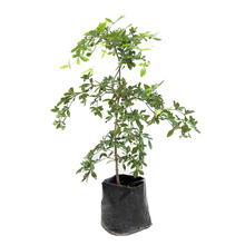 Cargar imagen en el visor de la galería, Olivo Negro