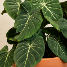 Cargar imagen en el visor de la galería, Philodendron Gloriosum
