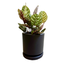 Cargar imagen en el visor de la galería, Calathea Makoyana