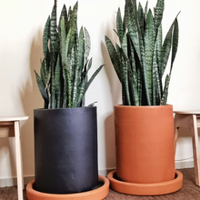 Cargar imagen en el visor de la galería, Sanseviera