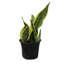 Cargar imagen en el visor de la galería, Sanseviera