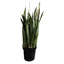 Cargar imagen en el visor de la galería, Sanseviera