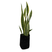 Cargar imagen en el visor de la galería, Sanseviera