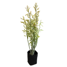 Cargar imagen en el visor de la galería, Euphorbia Tithymaloides