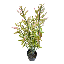 Cargar imagen en el visor de la galería, Euphorbia Tithymaloides