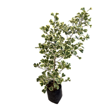 Cargar imagen en el visor de la galería, Ficus Triangularis