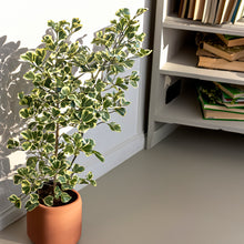 Cargar imagen en el visor de la galería, Ficus Triangularis