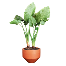 Cargar imagen en el visor de la galería, Maceta Trompo #2