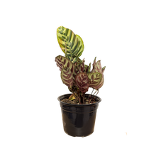 Cargar imagen en el visor de la galería, Calathea Makoyana