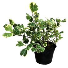 Cargar imagen en el visor de la galería, Ficus Triangularis