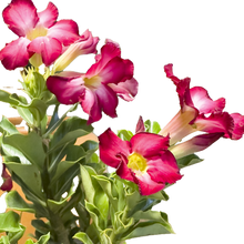 Cargar imagen en el visor de la galería, Flor de Desierto