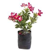 Cargar imagen en el visor de la galería, Flor de Desierto