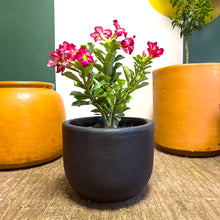 Cargar imagen en el visor de la galería, Flor de Desierto